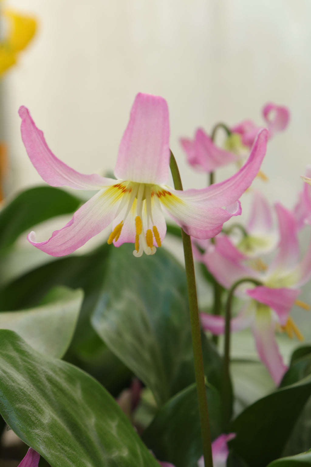 Erythronium 'Kinfauns Pink'