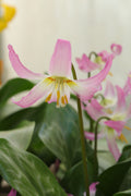 Erythronium 'Kinfauns Pink'