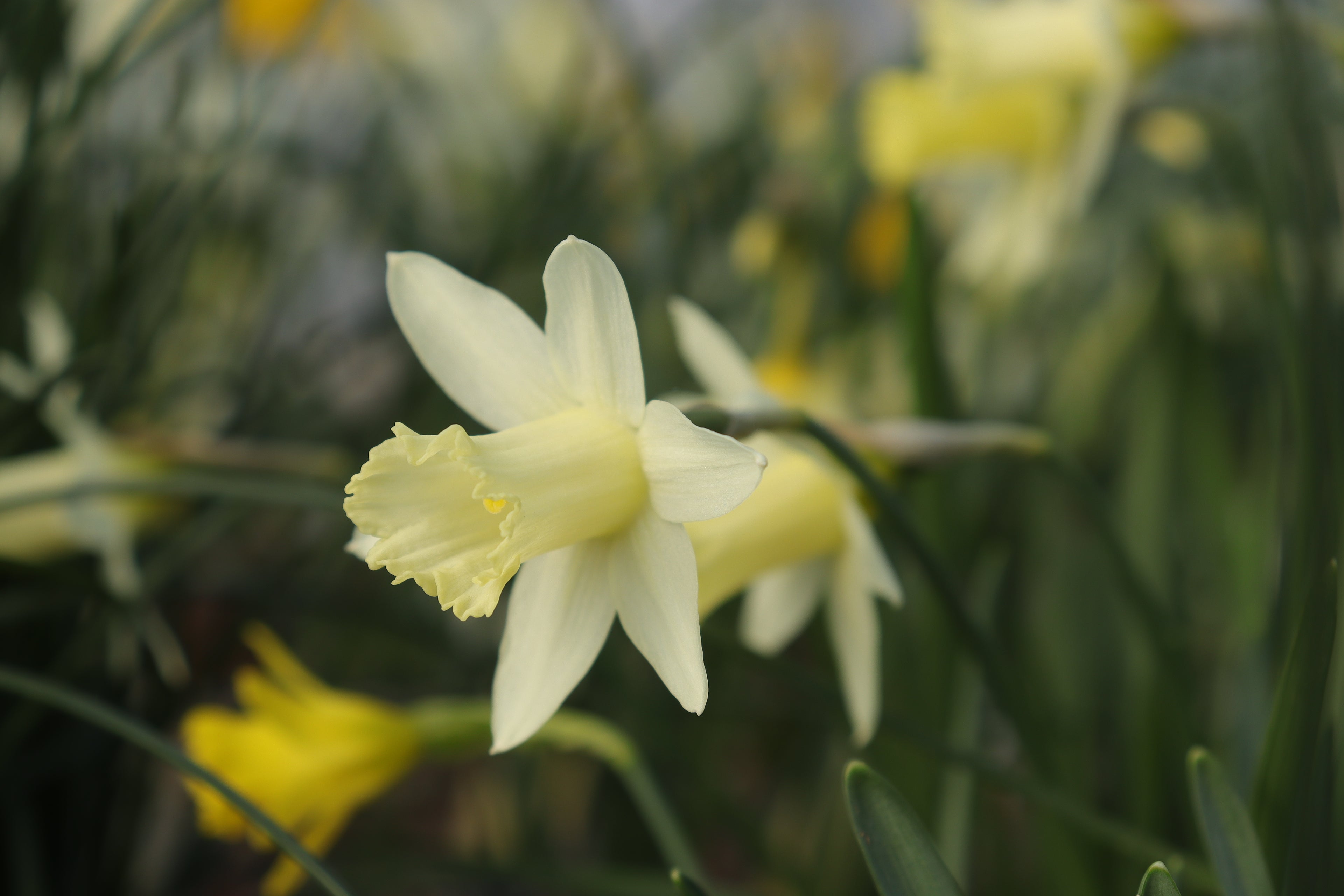 Narcissus 'Miss Poppy'