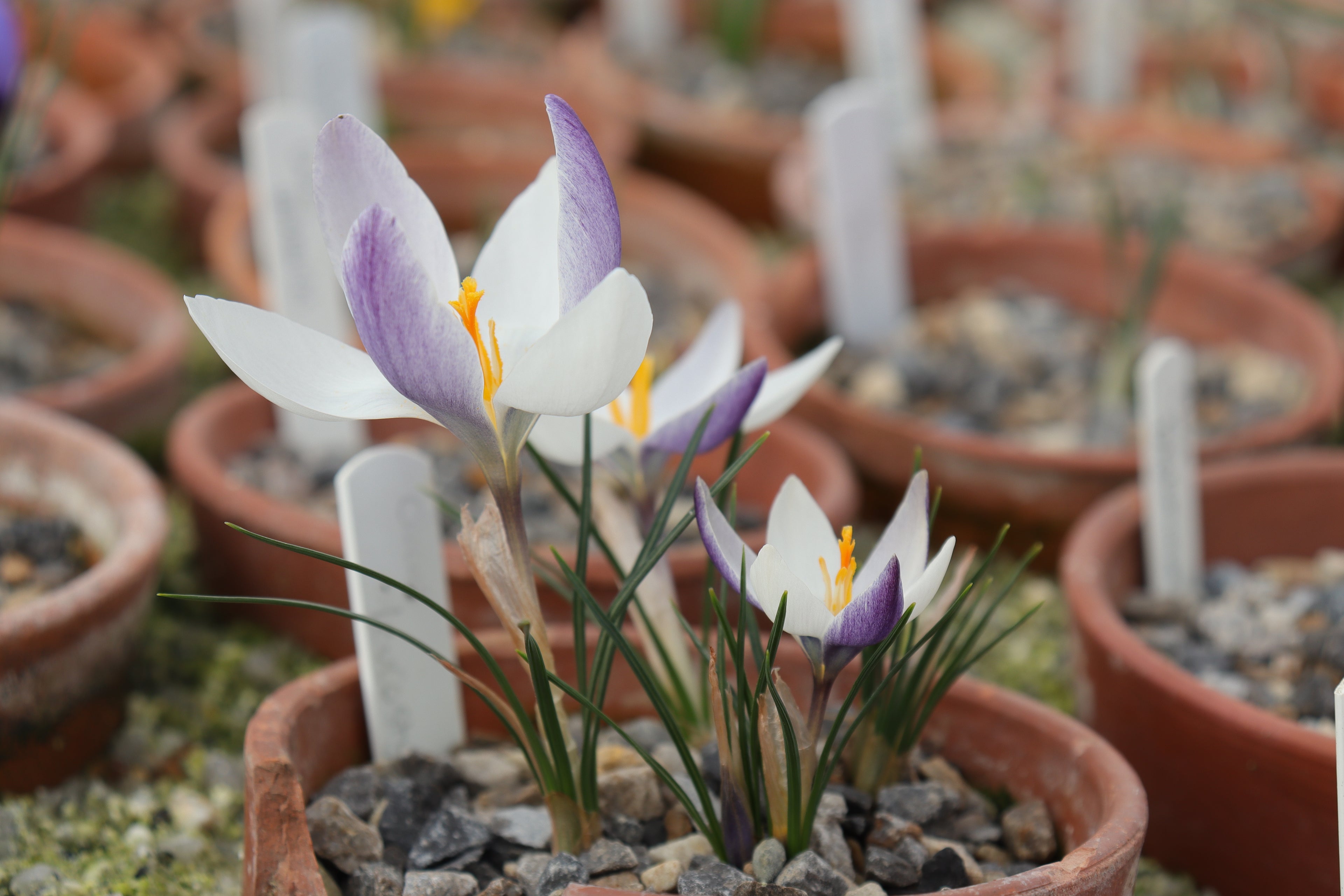 Crocus leucostylosus