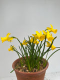 Narcissus 'Minionette'