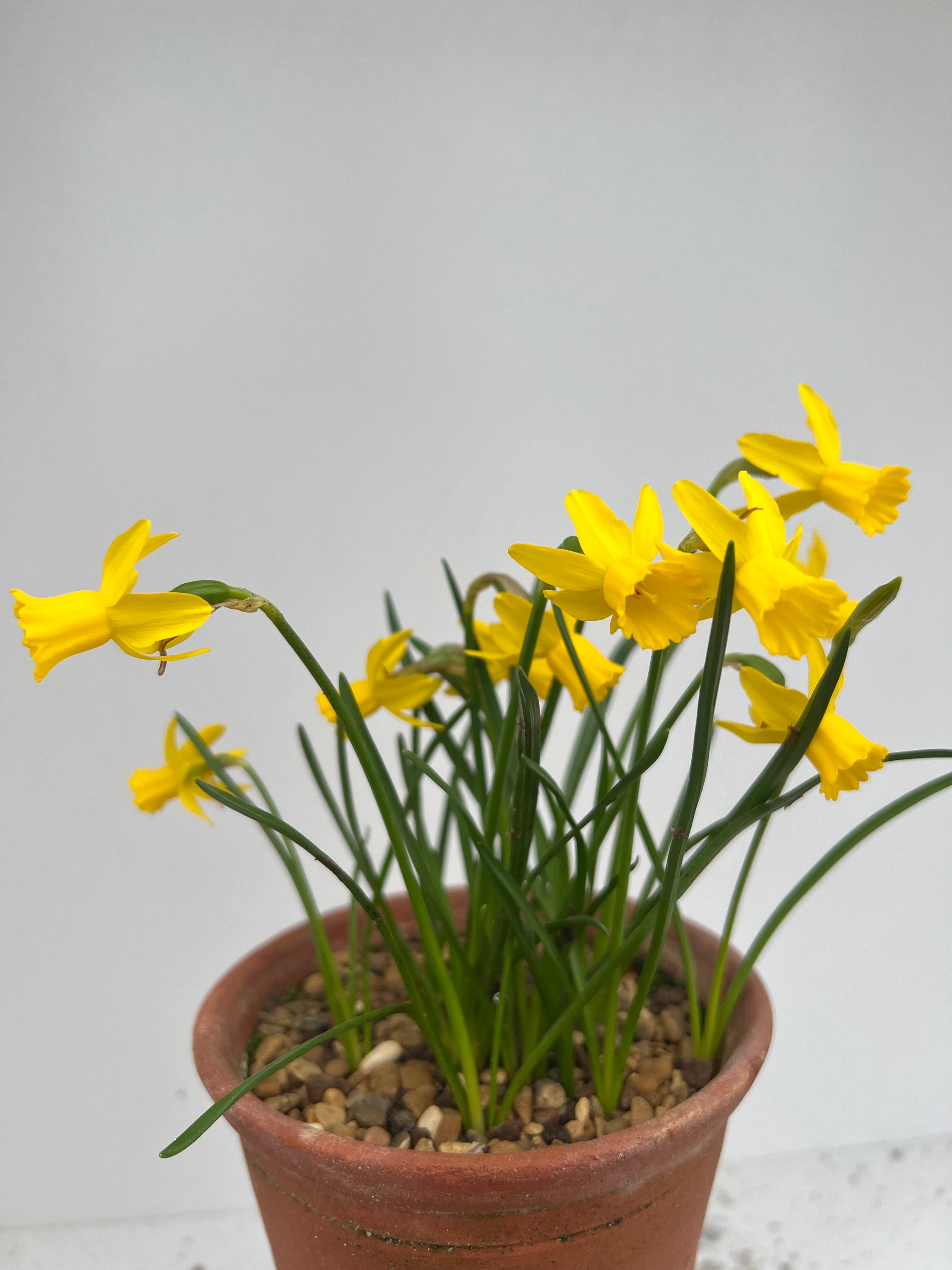 Narcissus 'Minionette'