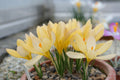 Crocus 'Midas Touch'