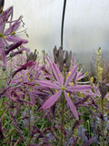 Camassia 'Aurora'