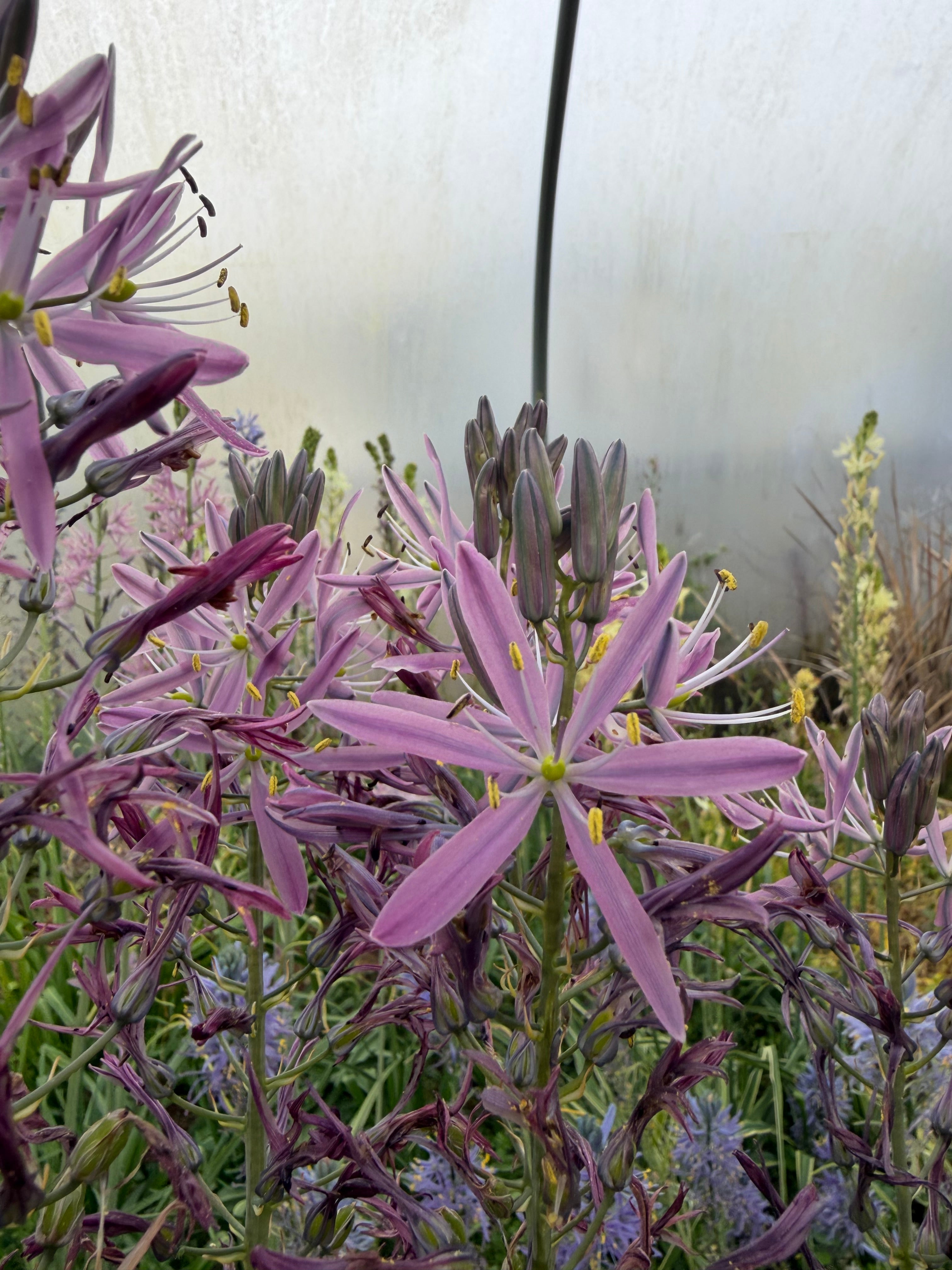 Camassia 'Aurora'