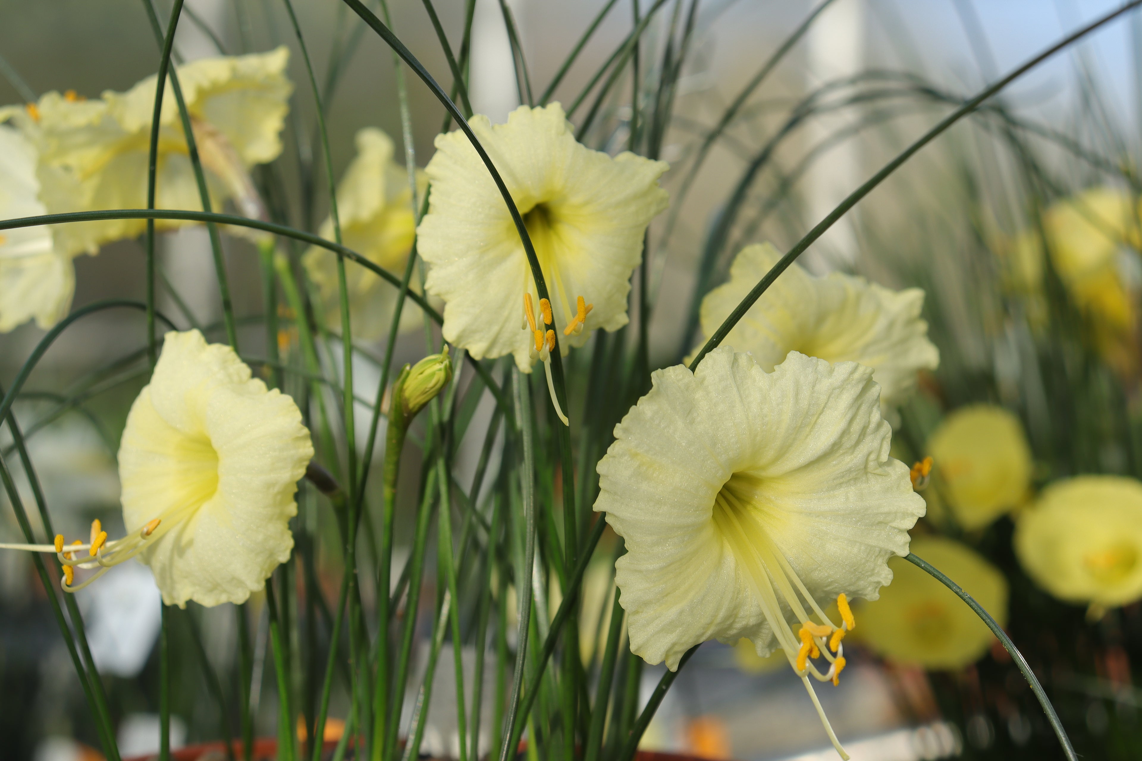 Narcissus ‘Julia Jane’ (true form)