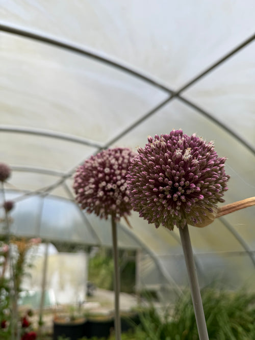 Allium stipitatum 'Summer Drummer'