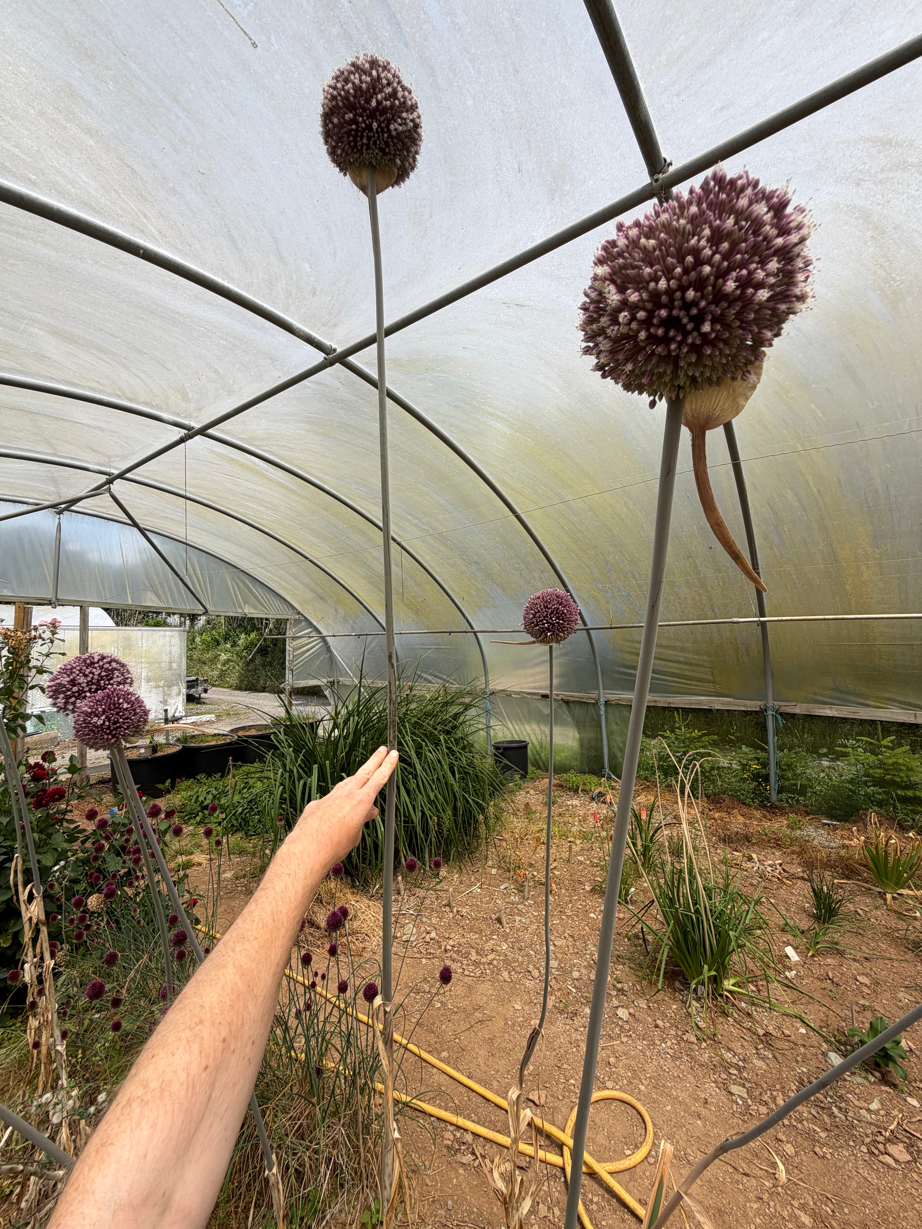 Allium stipitatum 'Summer Drummer'