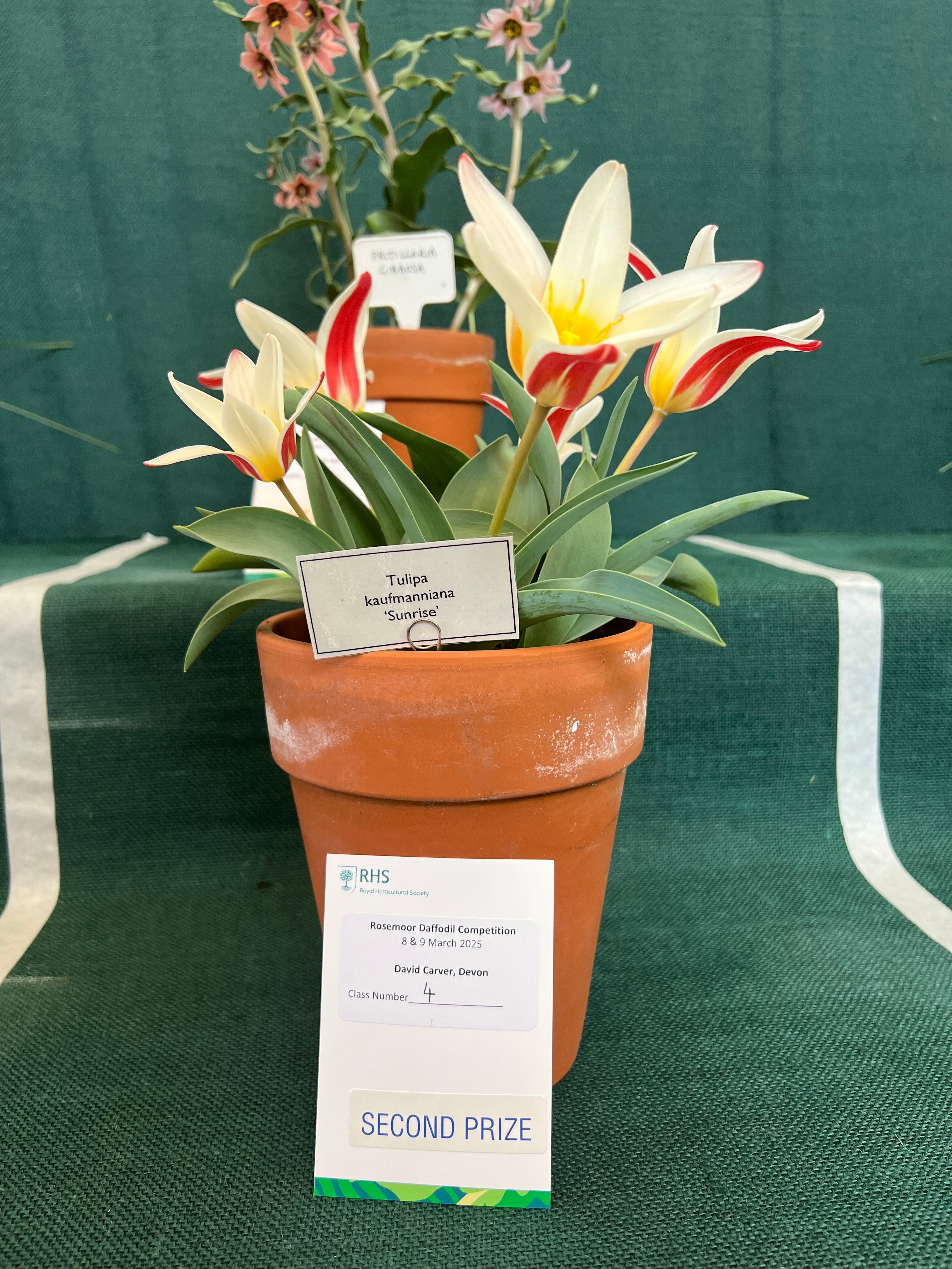 Tulipa kaufmanniana 'Sunrise'