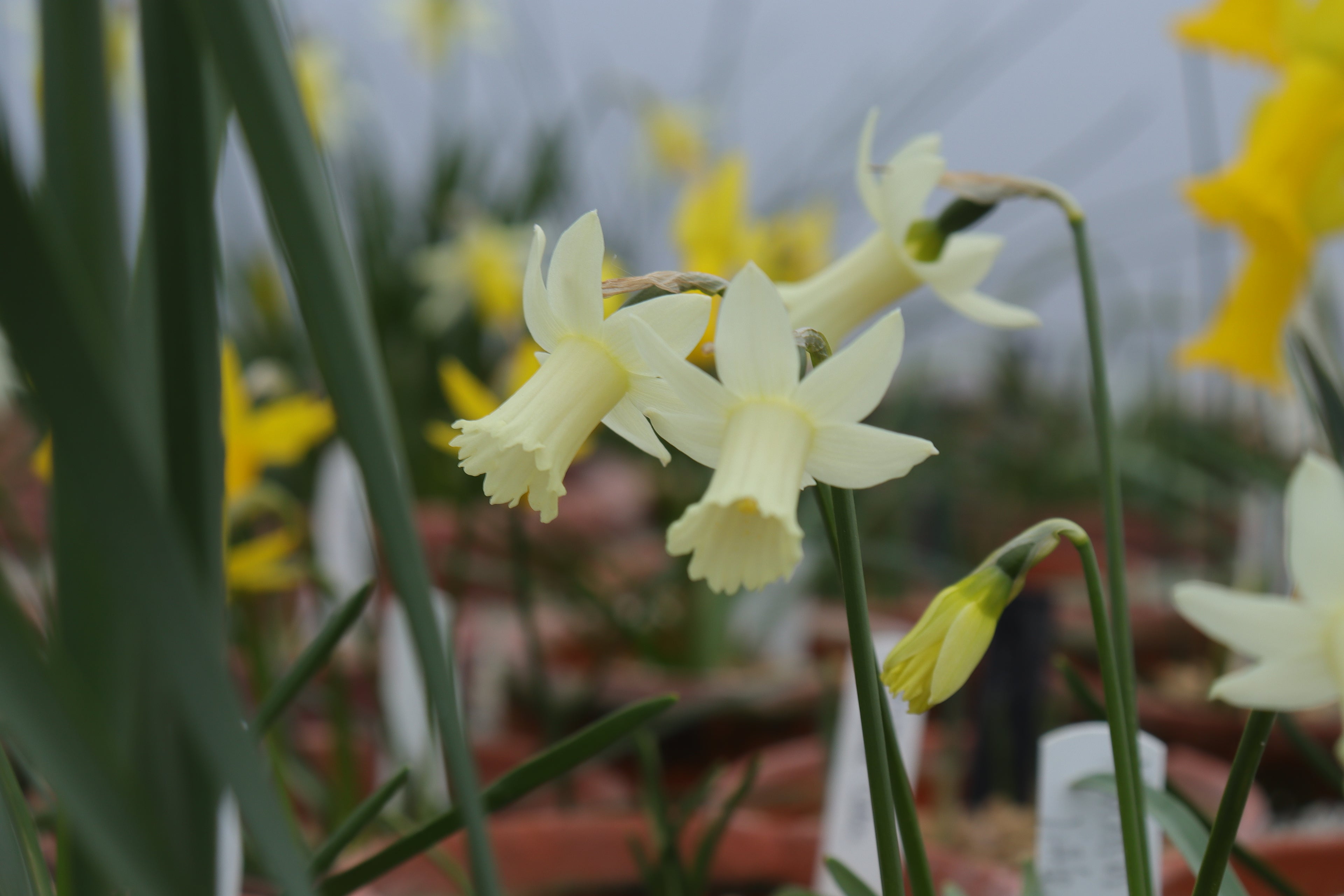 Narcissus ‘Little Dryad’