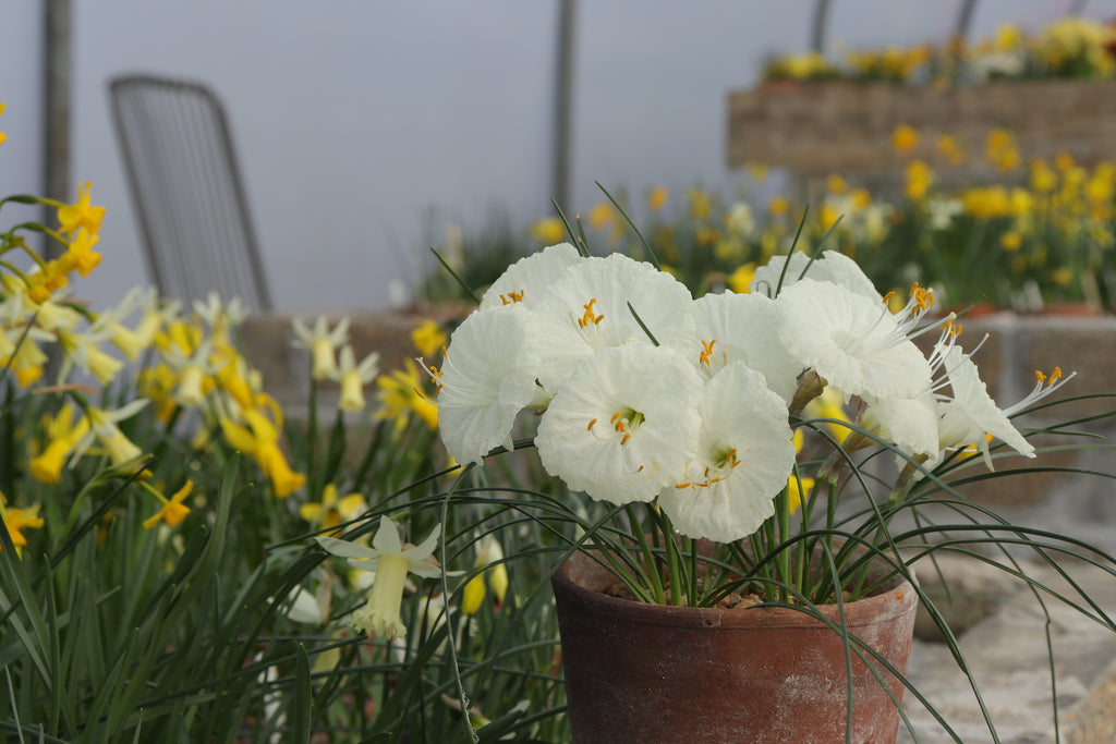 Narcissus cantabricus subsp. petunioides