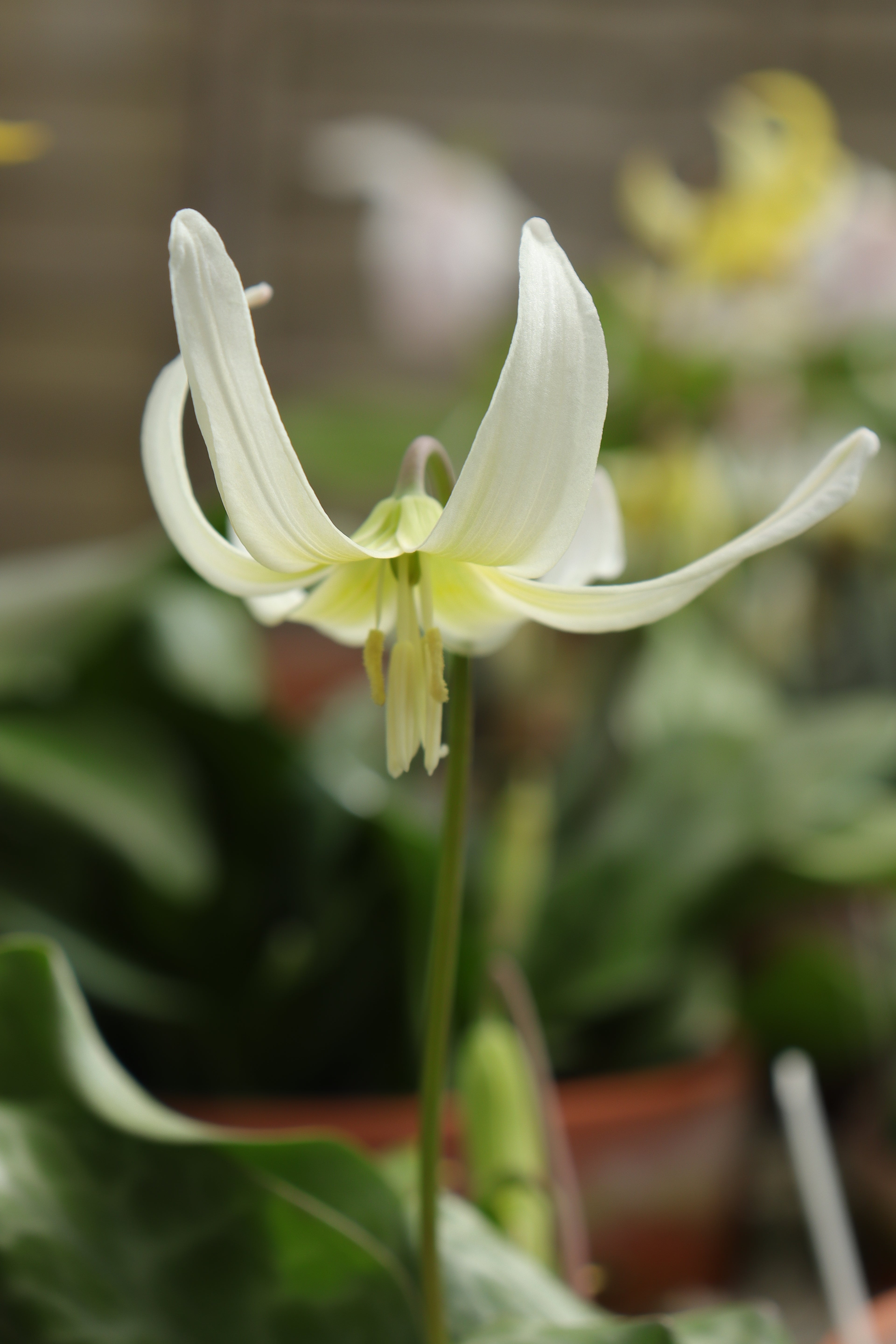Erythronium 'Lemon Ice'