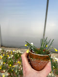 Narcissus 'Dormouse'