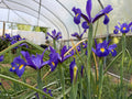Iris (Dutch) blue