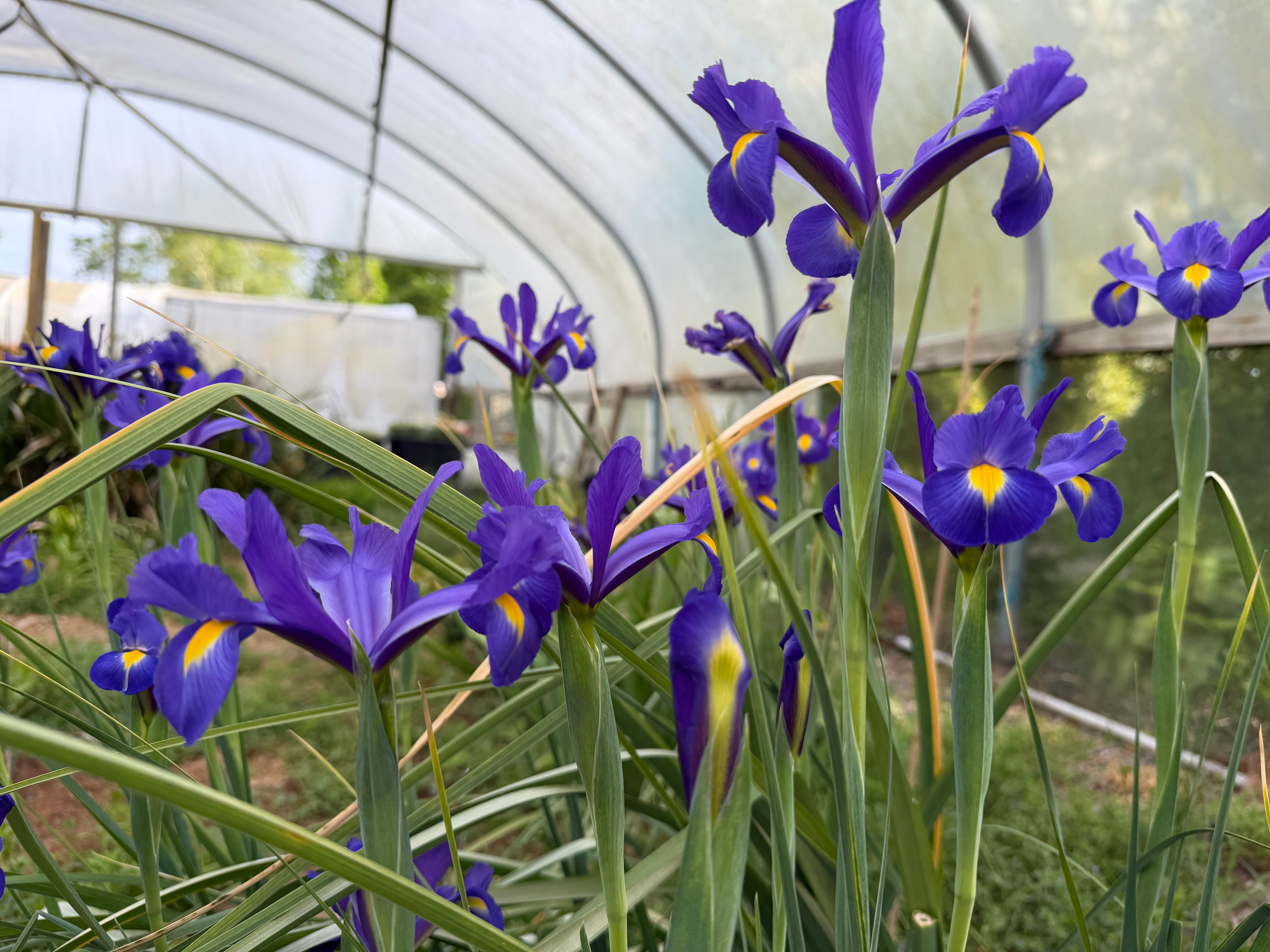 Iris (Dutch) blue