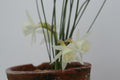Narcissus 'Rime'