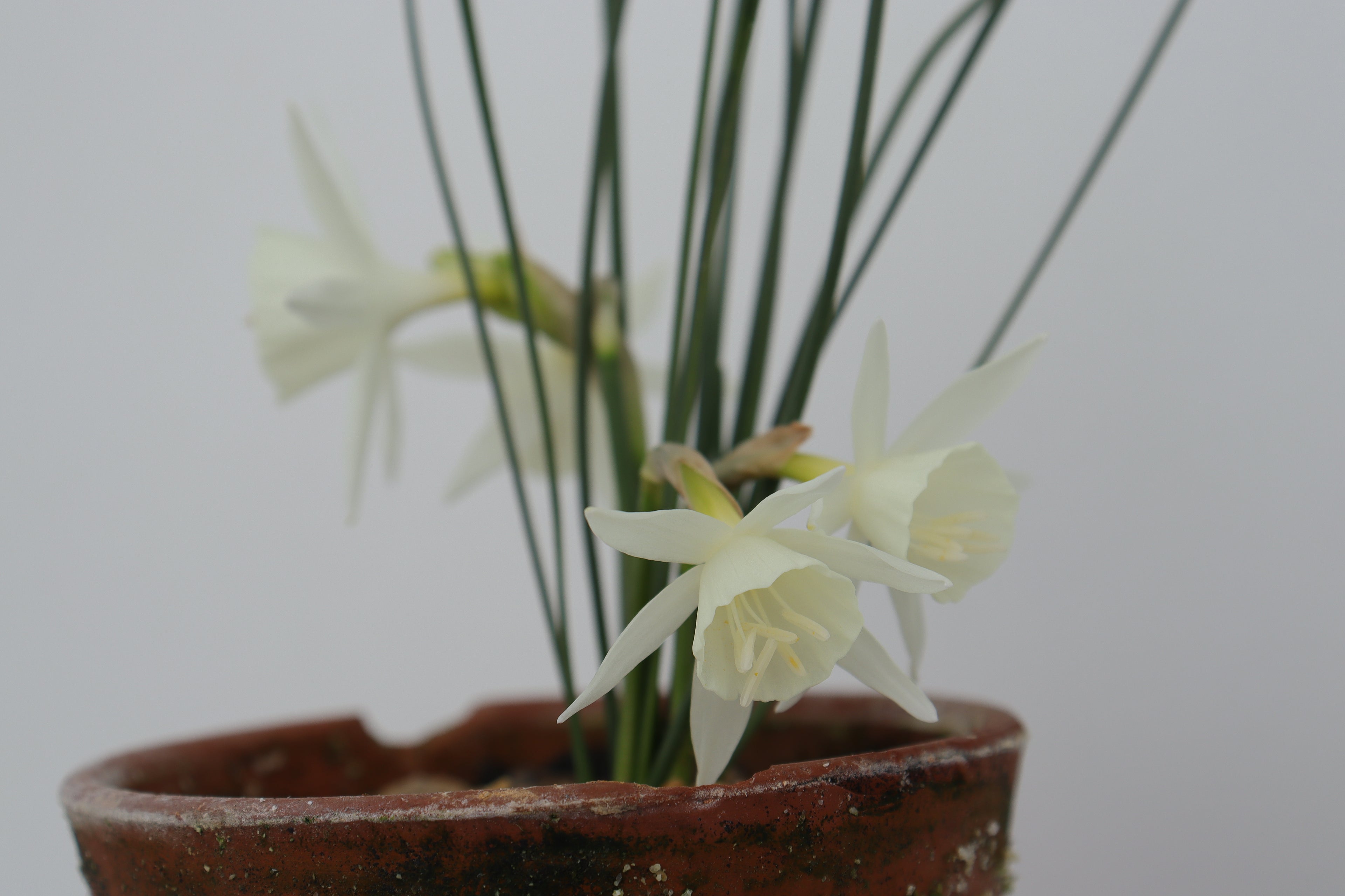 Narcissus 'Rime'