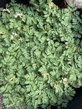 Dicentra cucullaria