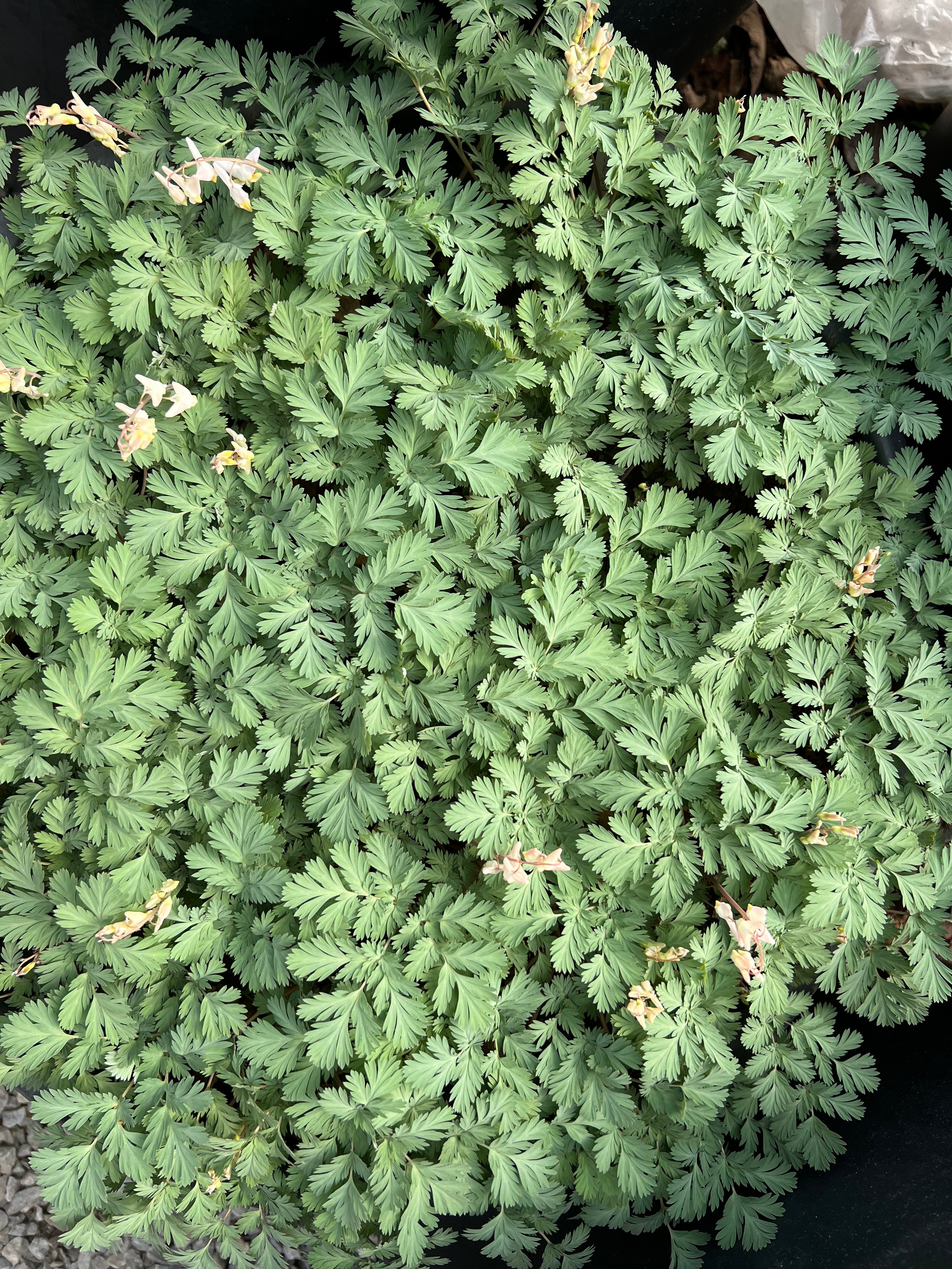 Dicentra cucullaria