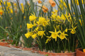 Narcissus x cazorlanus