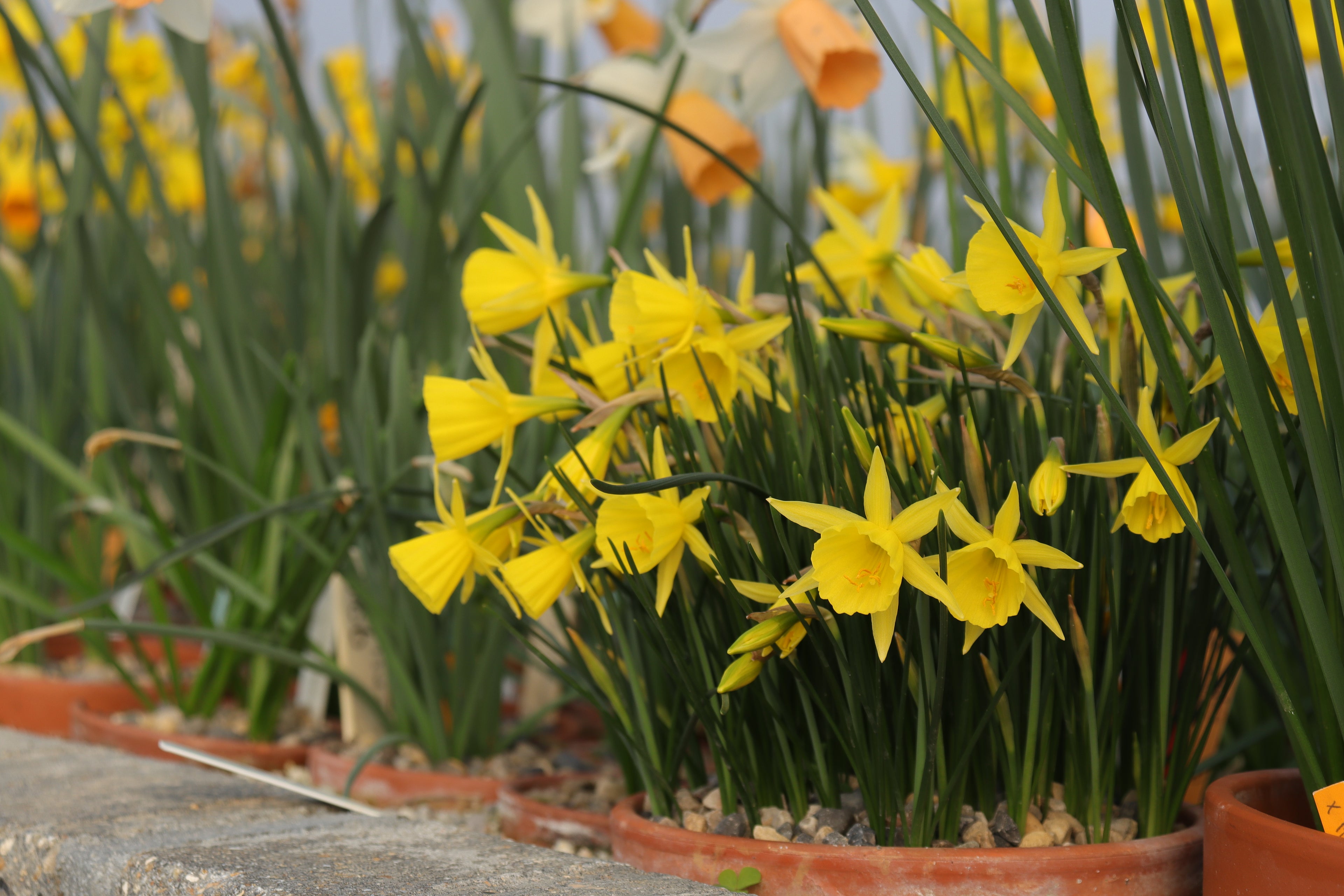 Narcissus x cazorlanus