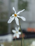 Narcissus obsoletus