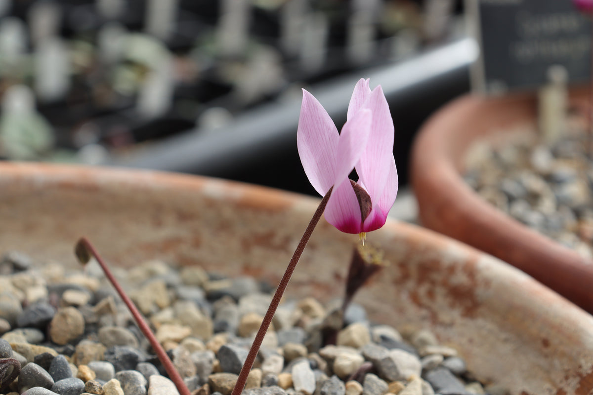 Cyclamen rholfsianum Seed