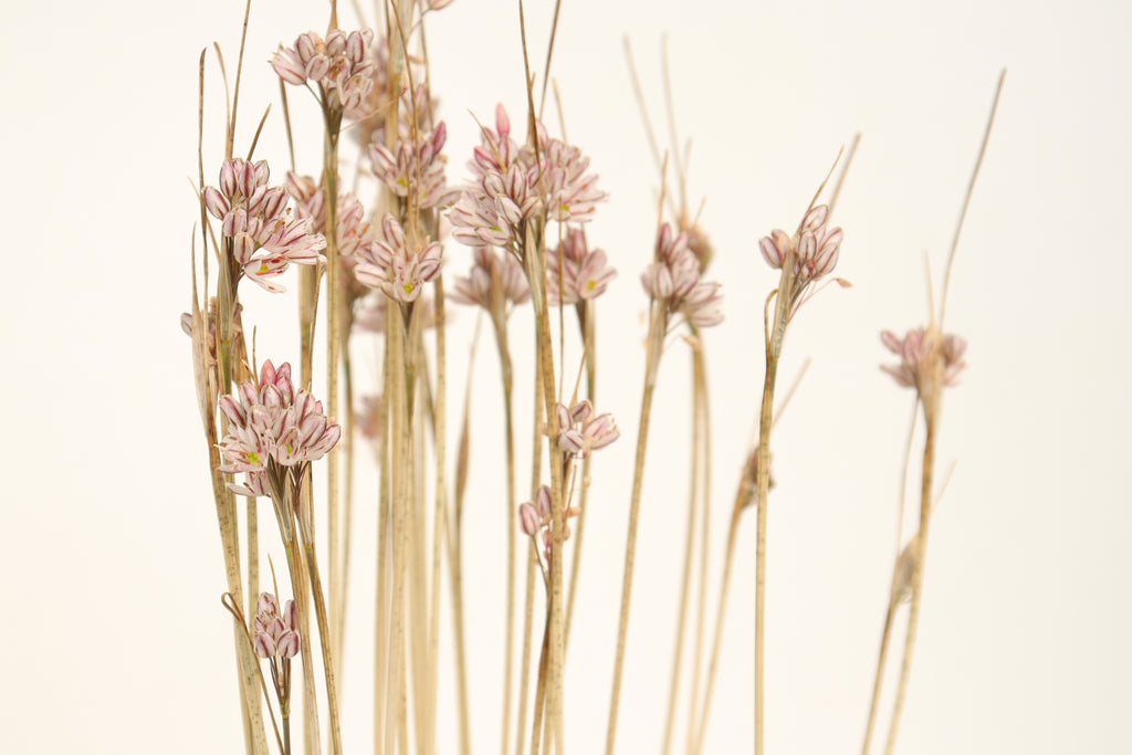 Allium callimischon subsp. callimischon
