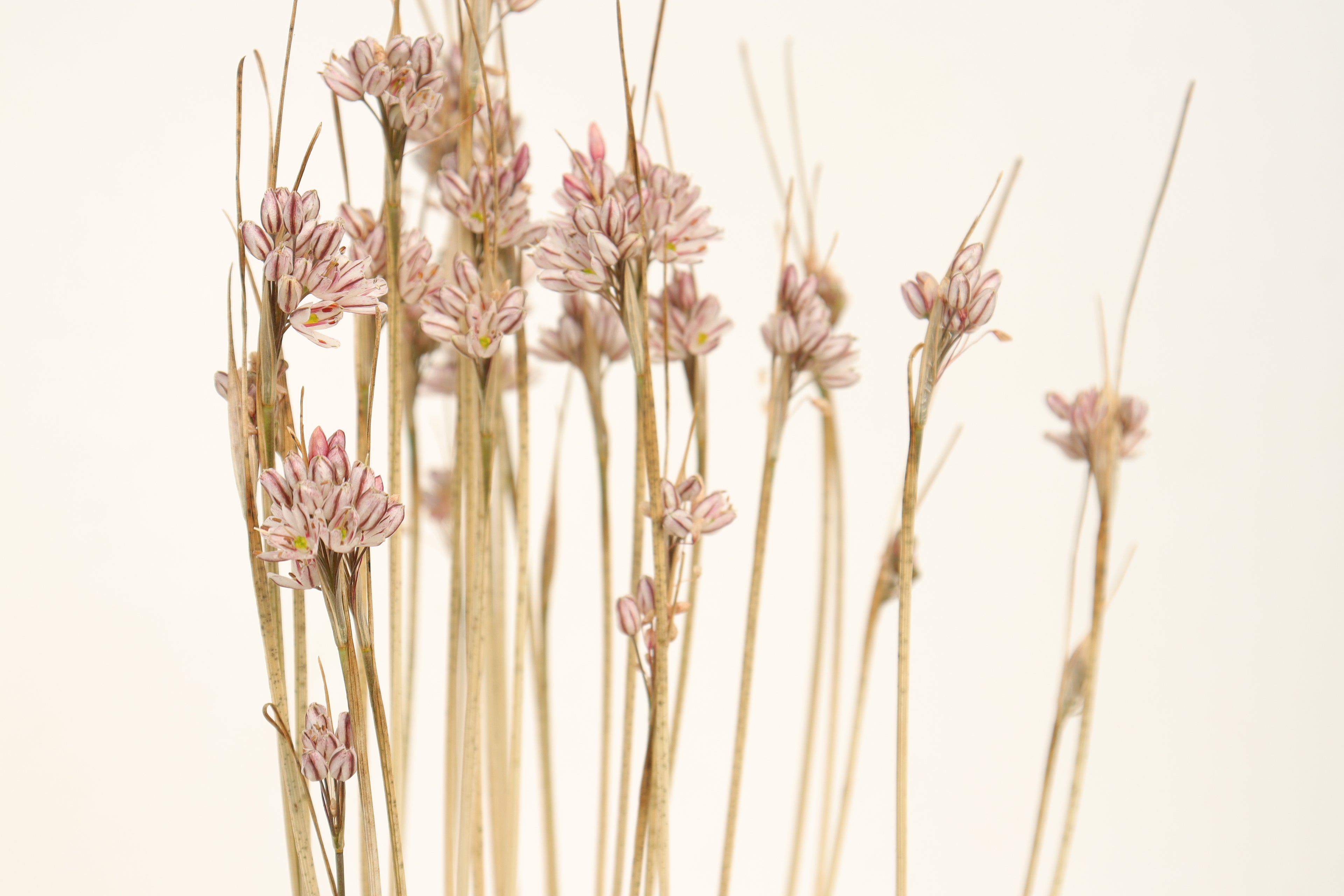 Allium callimischon subsp. callimischon