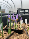 Crocus sieberi