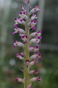 Lachenalia kilprandensis