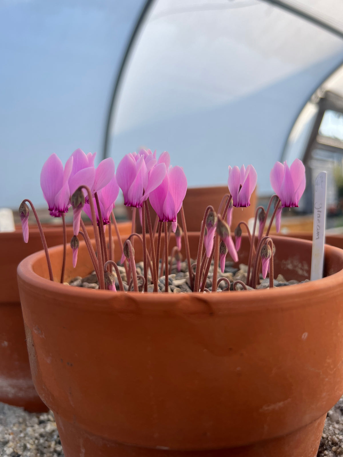 Cyclamen graecum Seed