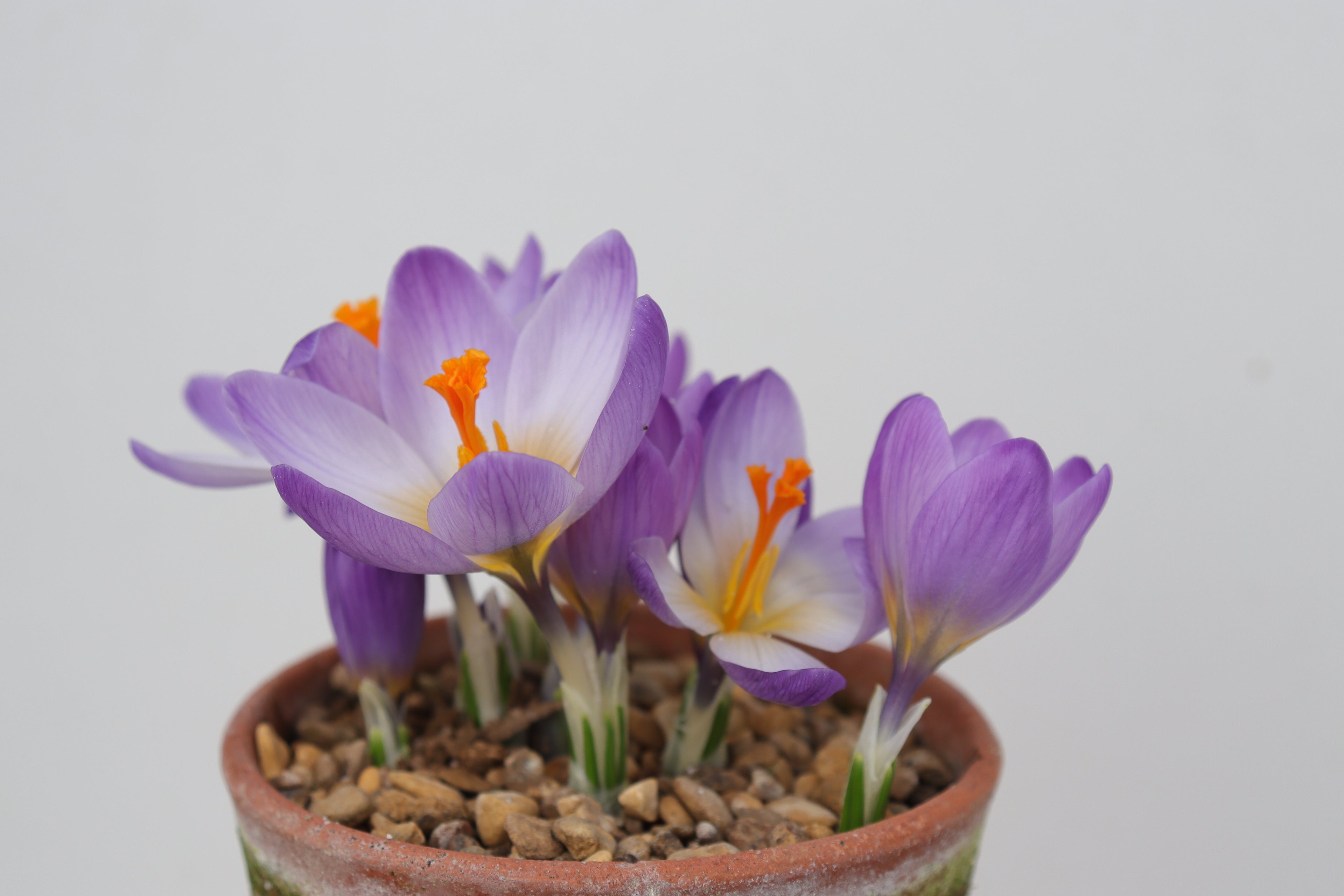 Crocus pilousii