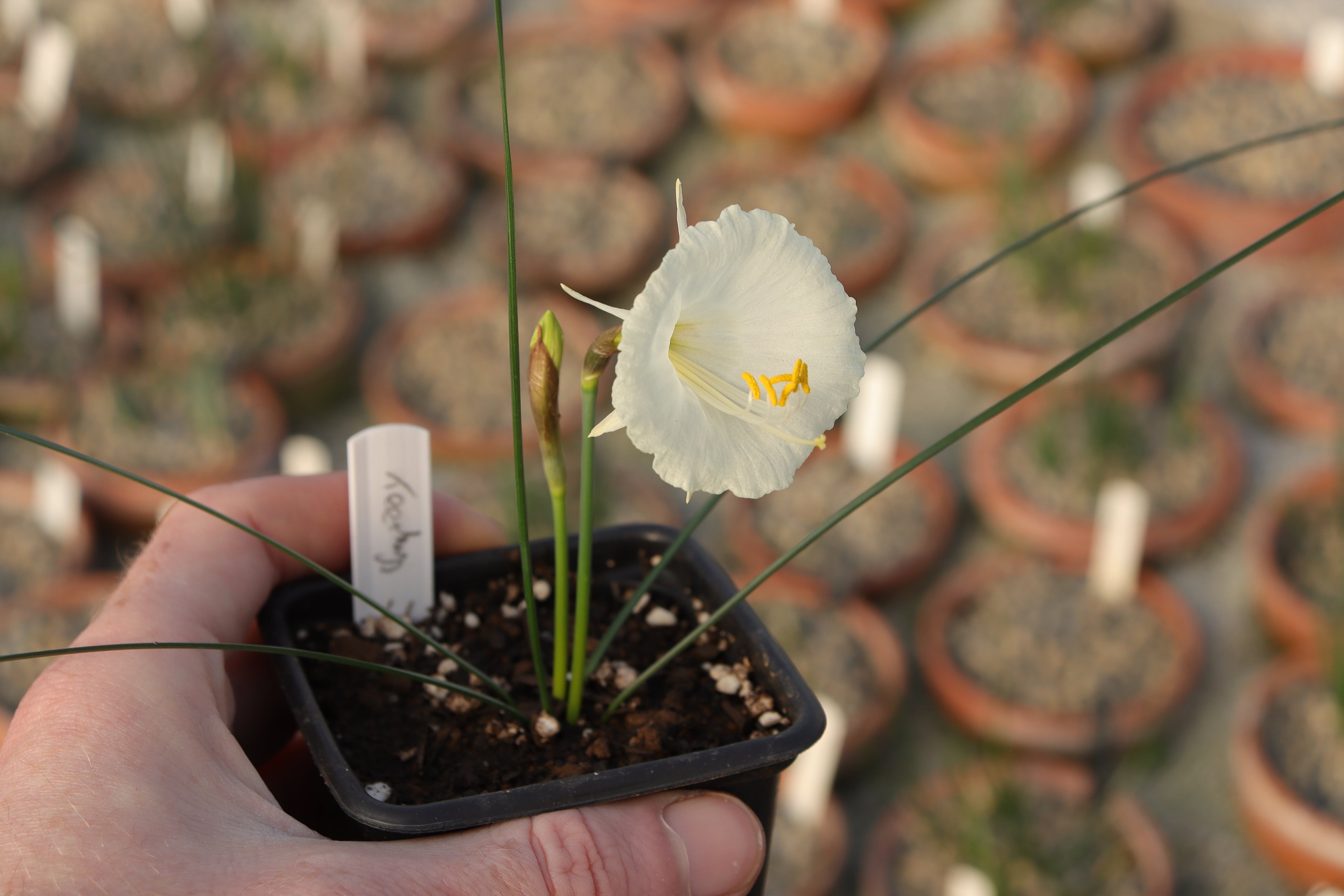 Narcissus ‘Tethys’
