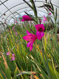 Gladiolus communis subsp. byzantinus