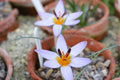 Crocus harveyi