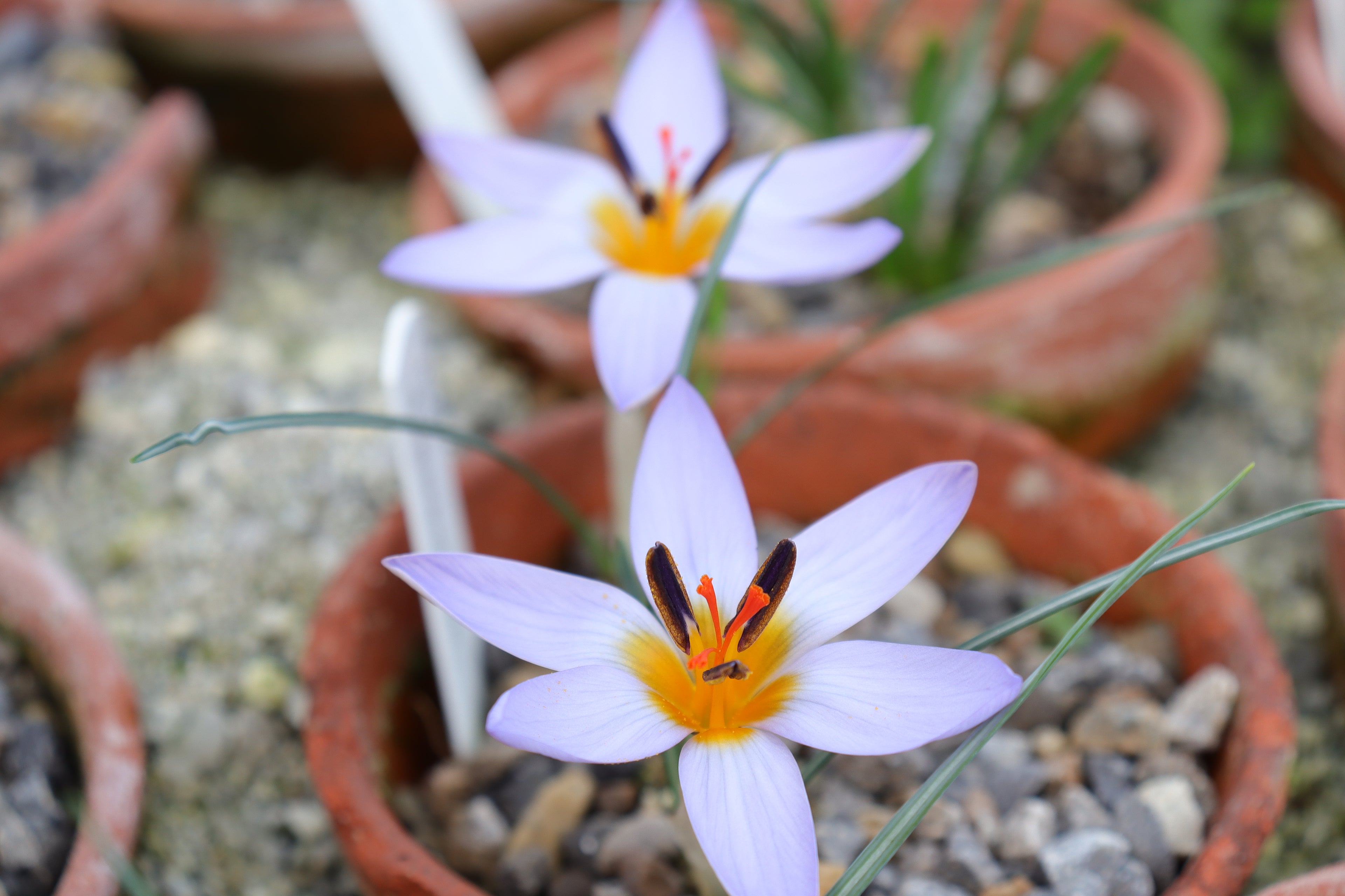 Crocus harveyi