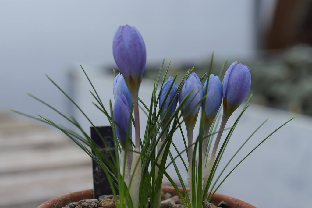 Crocus abantensis