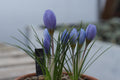 Crocus abantensis