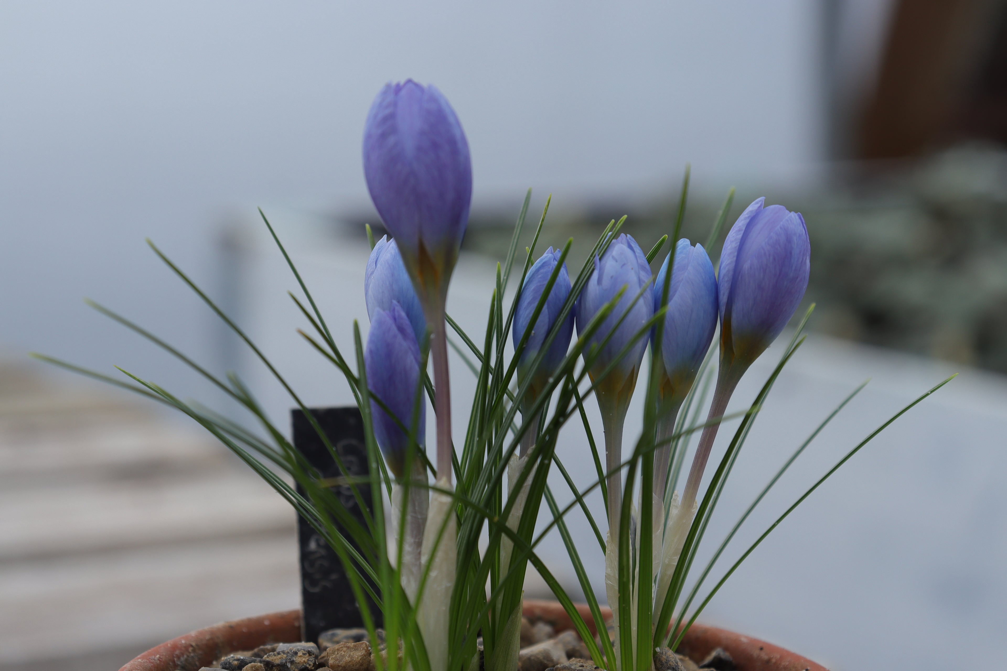Crocus abantensis