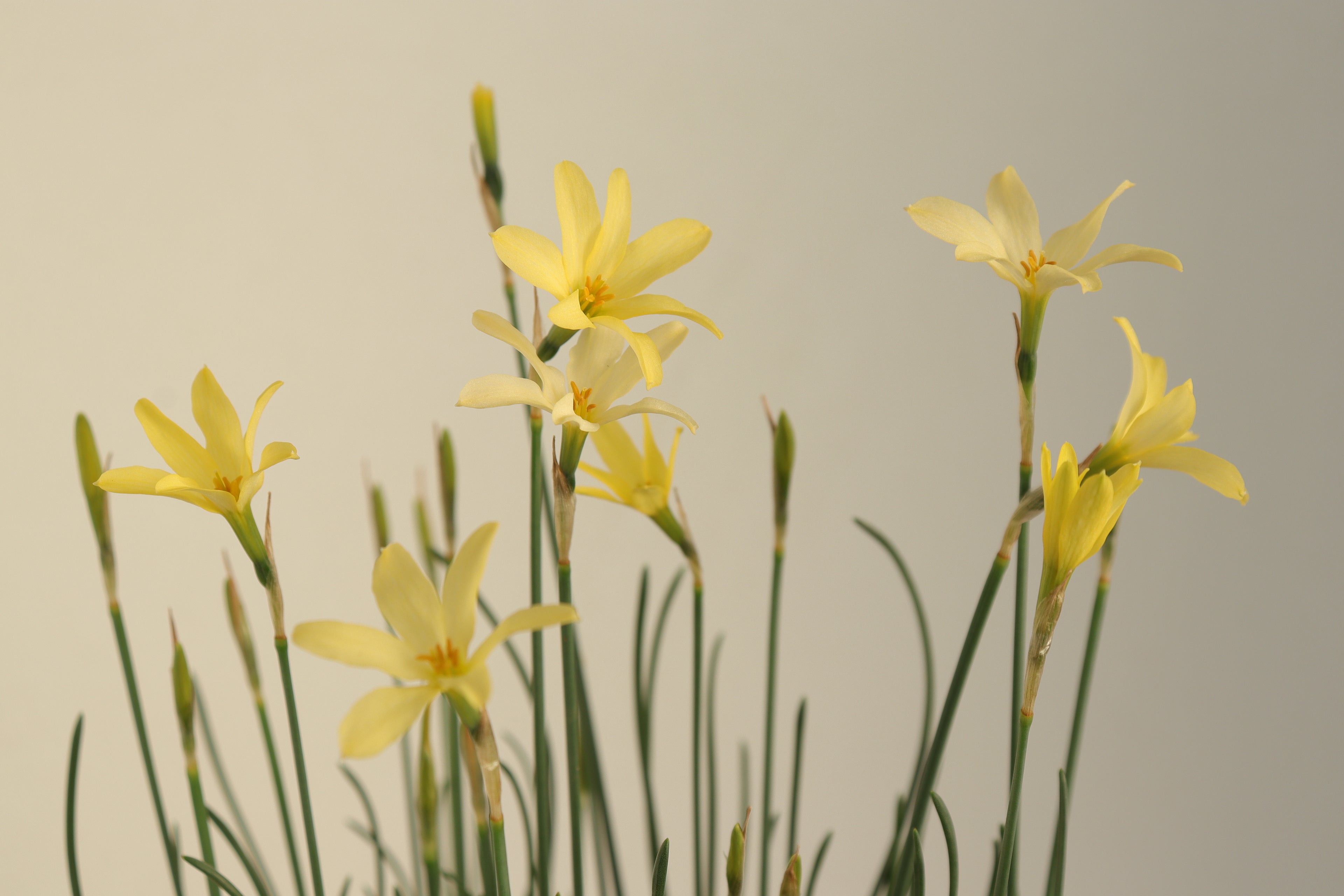 Narcissus perez-larae