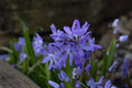Chionoscilla x allenii Sibbertoft