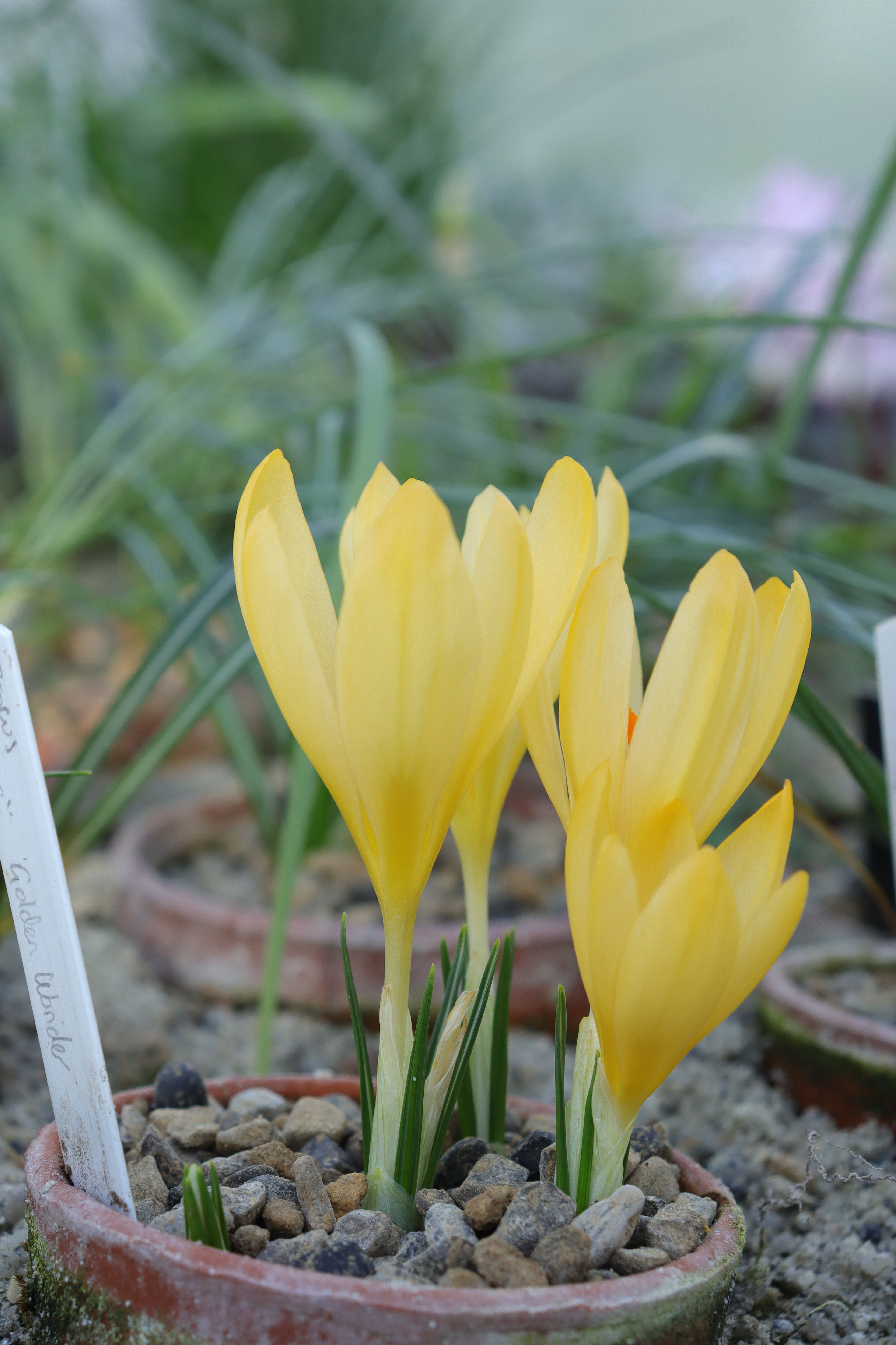 Crocus cvijicii ‘Golden Wonder’