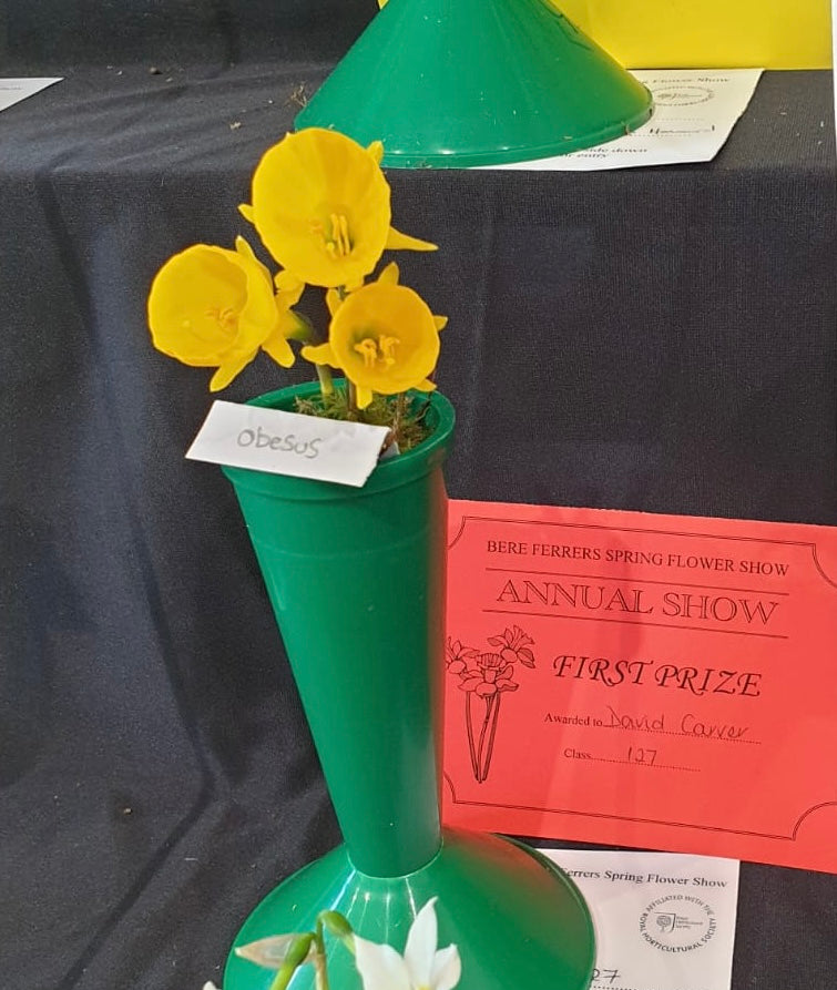 Narcissus obesus