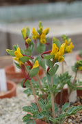 Corydalis sewerzowii