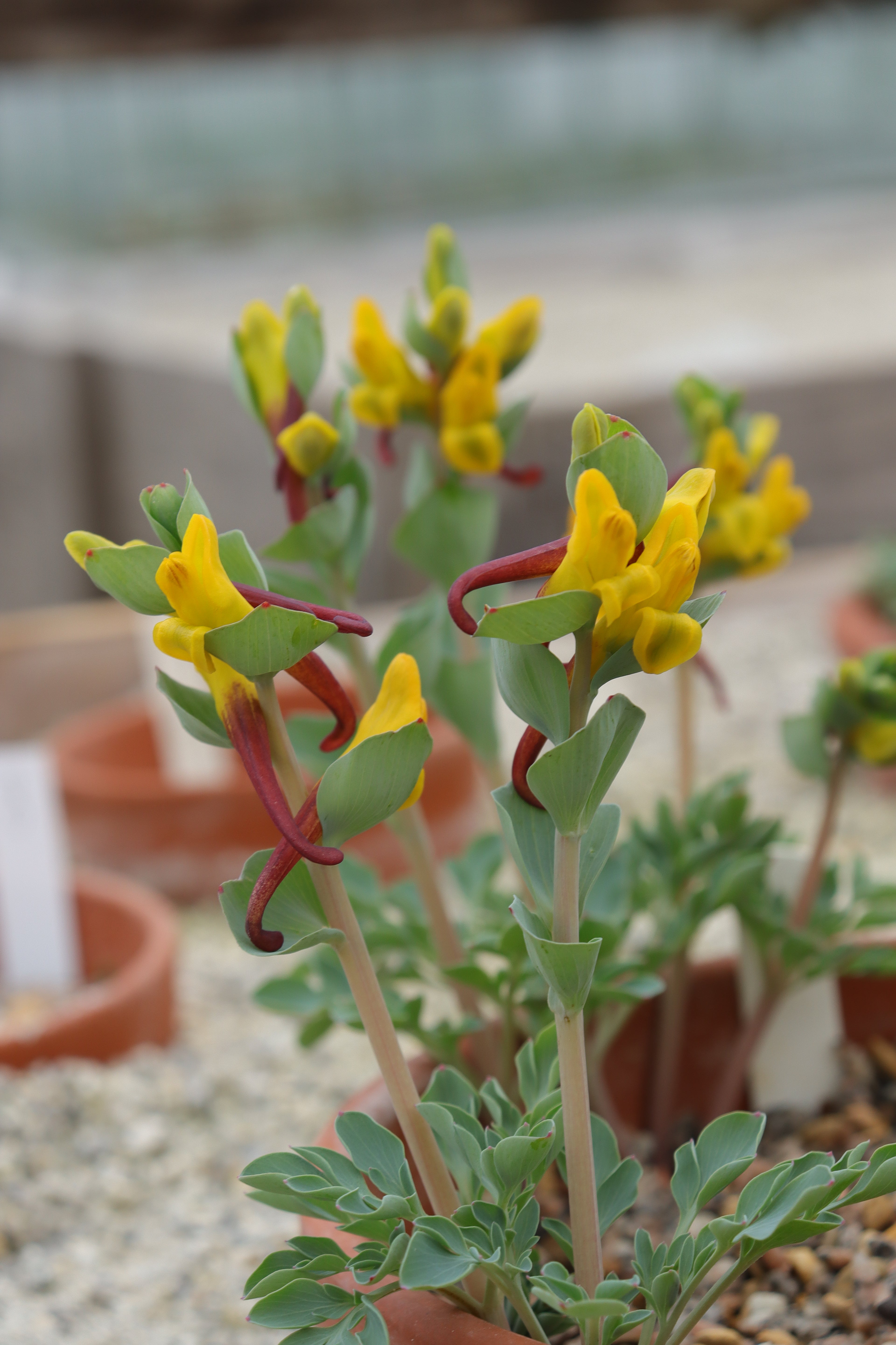 Corydalis sewerzowii
