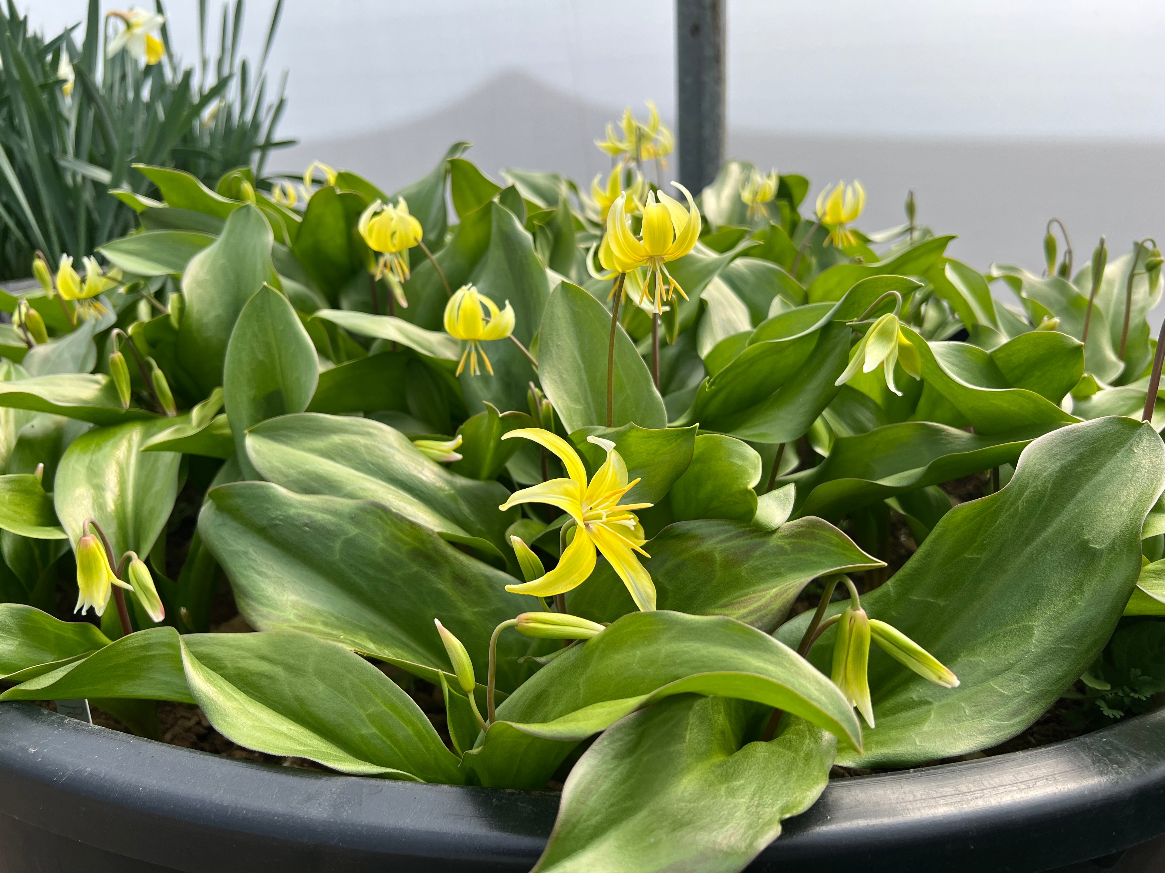 Erythronium 'Pagoda'