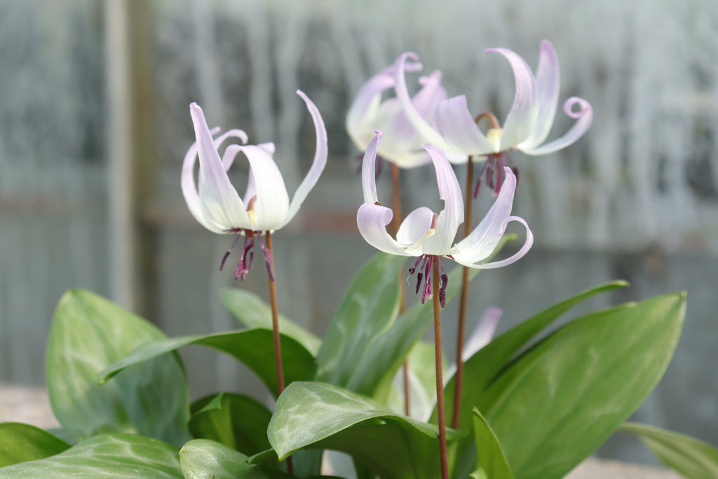 Erythronium 'Pacific Skies'