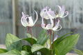 Erythronium 'Pacific Skies'