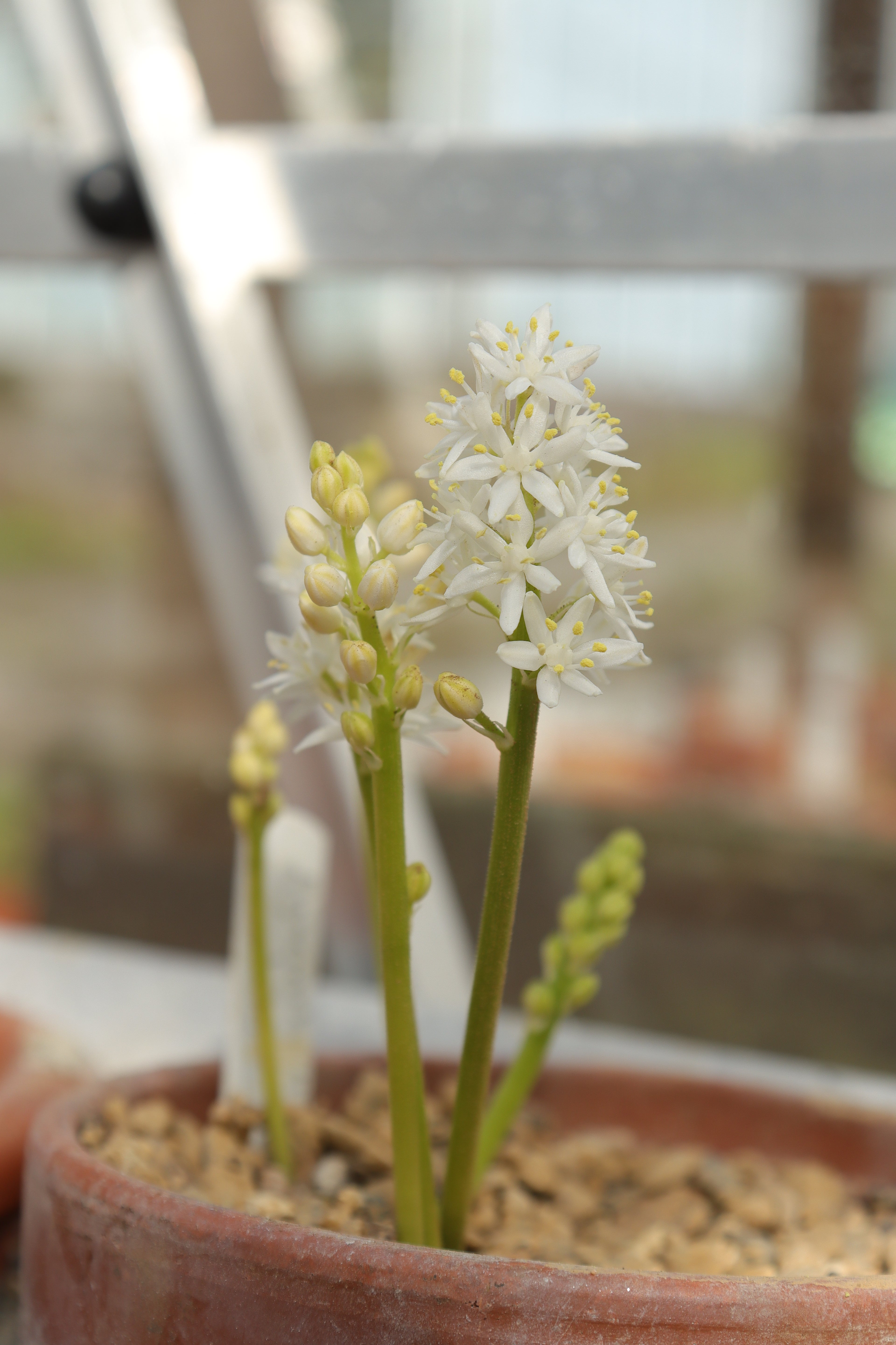 Hyacinthoides lingulata f. alba